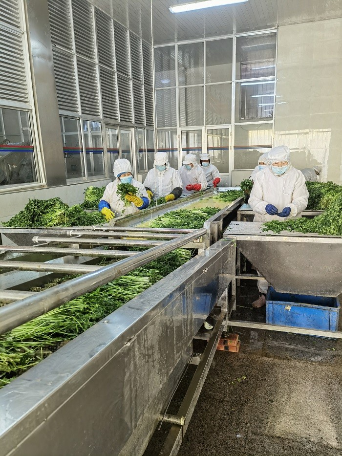 濟(jì)南脫水香菜