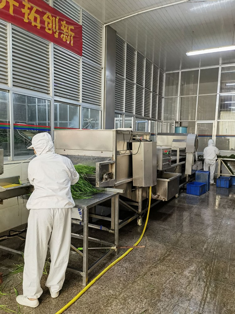 濟(jì)南脫水韭菜系列1