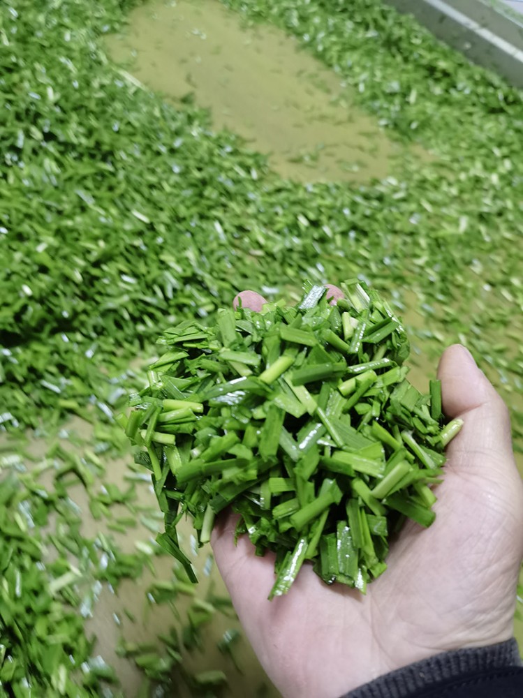 濟(jì)南脫水韭菜系列2